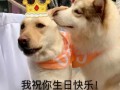 生日靠沙雕文案，生日的沙雕文案